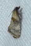 Cochylidia implicitana