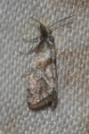 Cochylidia implicitana