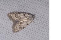 Nola confusalis