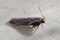 Aroga velocella