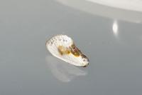 Cilix glaucata