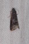 Grapholita funebrana