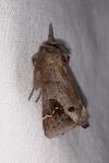 Clostera anachoreta