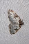Xanthorhoe fluctuata