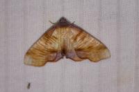 Plagodis dolabraria