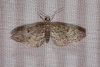 Eupithecia dodoneata