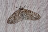Lobophora halterata