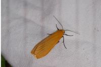 Wittia sororcula