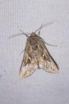 Autographa gamma