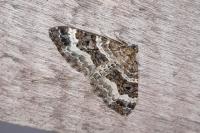 Epirrhoe alternata