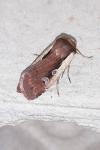 Ochropleura plecta