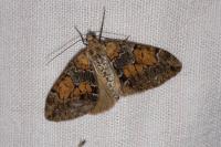 Thera variata/britannica