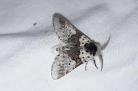 Furcula bicuspis