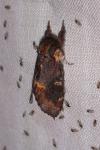 Notodonta dromedarius