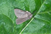 Diaphora mendica