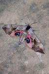 Smerinthus ocellatus ocellatus