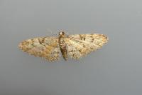 Eupithecia abbreviata