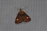 Pyrausta aurata