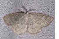 Cabera exanthemata