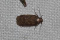Depressaria albipunctella