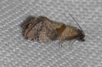 Cochylidia implicitana