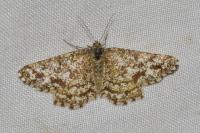Heliomata glarearia
