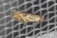 Bucculatrix