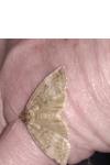 Ochropacha duplaris