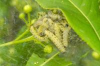 Yponomeuta cagnagella