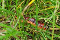 Cossus cossus