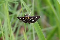 Anania funebris