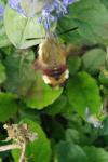 Hemaris fuciformis