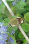 Hemaris fuciformis