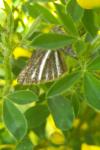Isturgia limbaria limbaria