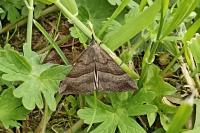 Hypena proboscidalis