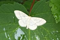Scopula floslactata
