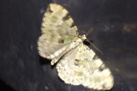Colostygia pectinataria