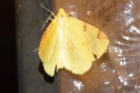 Opisthograptis luteolata