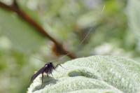 Adela reaumurella