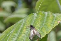 Adela reaumurella