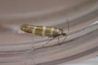 Argyresthia trifasciata