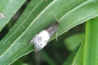 Notocelia cynosbatella