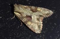Lacanobia w-latinum