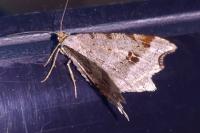 Macaria alternata