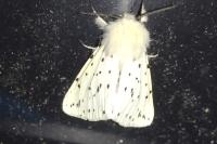 Spilosoma lubricipeda