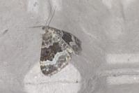 Epirrhoe alternata