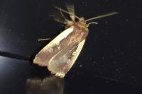 Ochropleura plecta