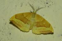 Watsonalla cultraria