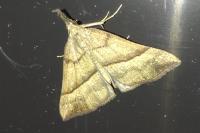 Hypena proboscidalis
