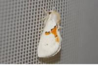 Leucodonta bicoloria